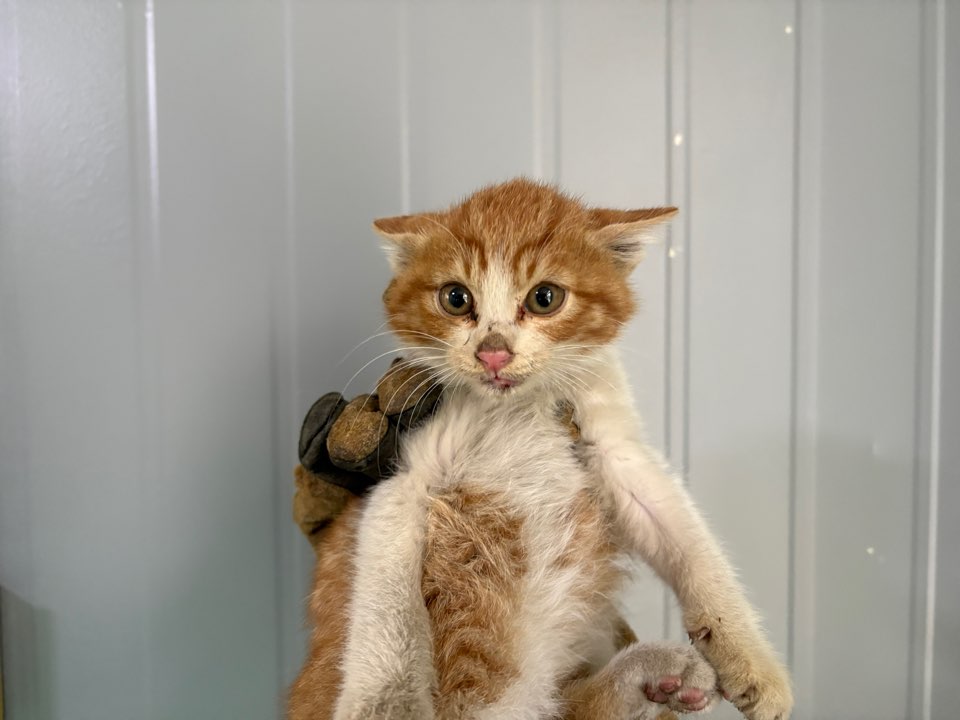 보호중 한국 고양이…