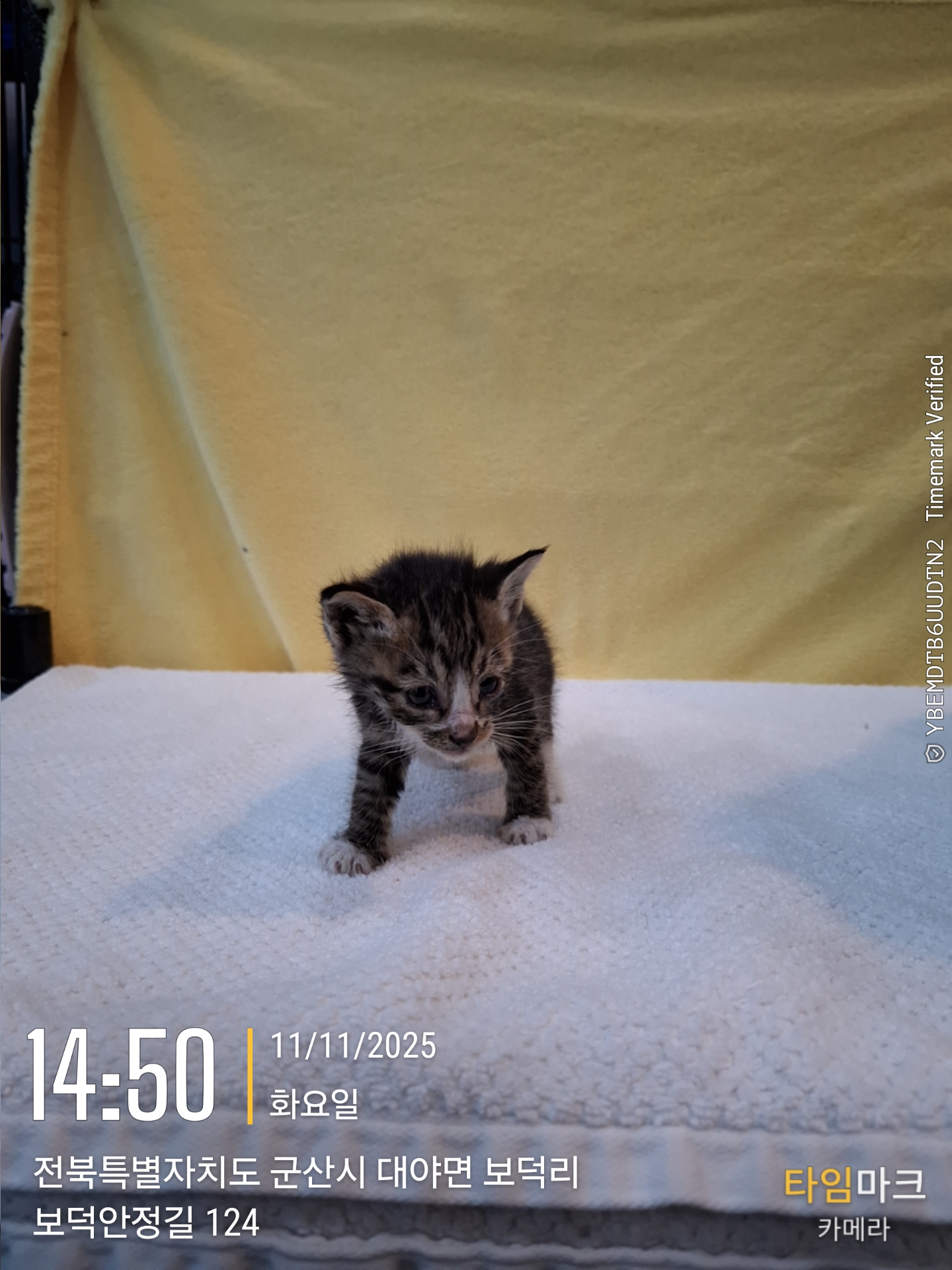 군산유기동물보호센터_445467202502262