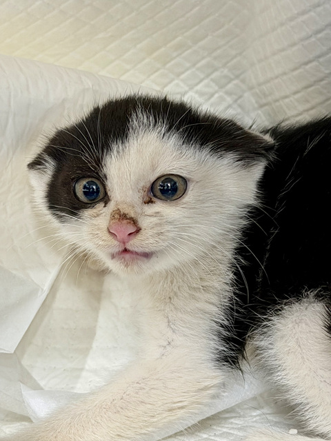 GD동물병원_411324202500740