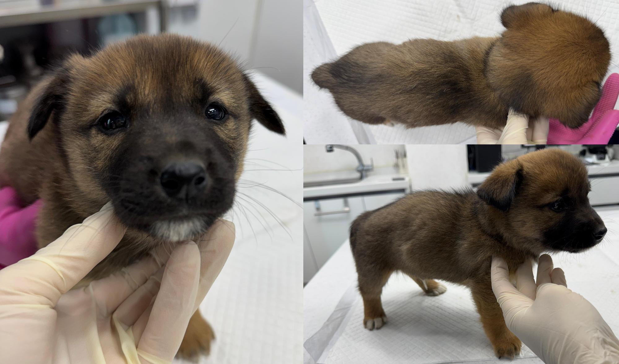 보호중 믹스견의 가…