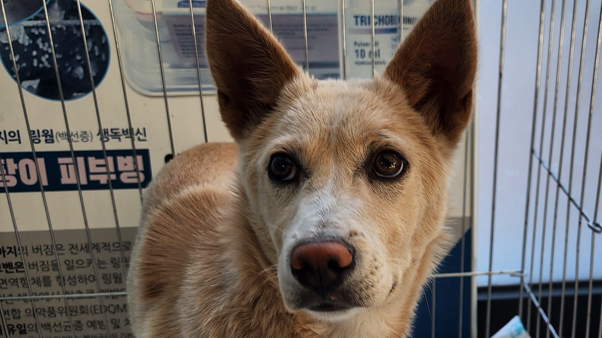 상주시 동물보호센터_447511202501431