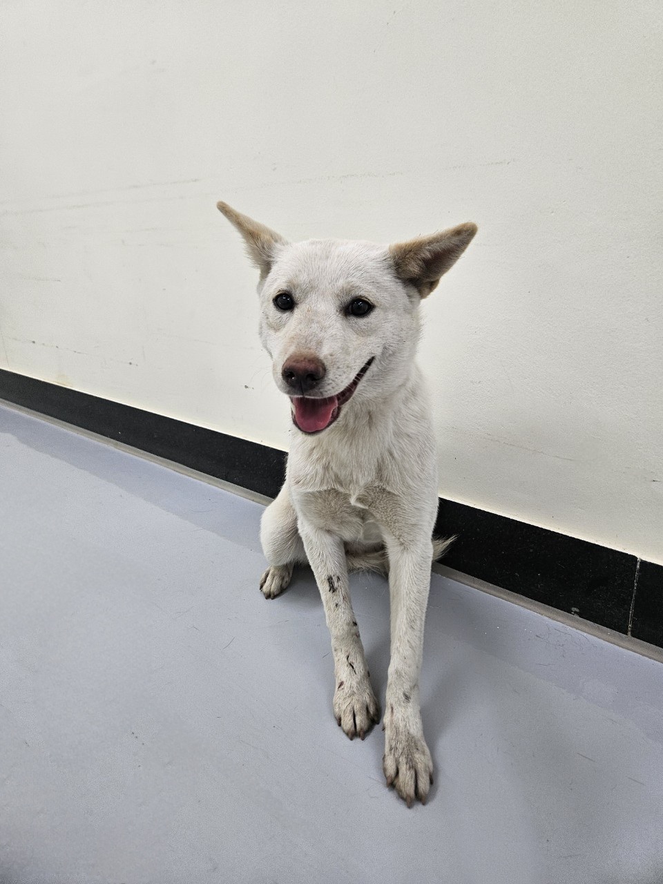 아산동물복지지원센터_444452202502153