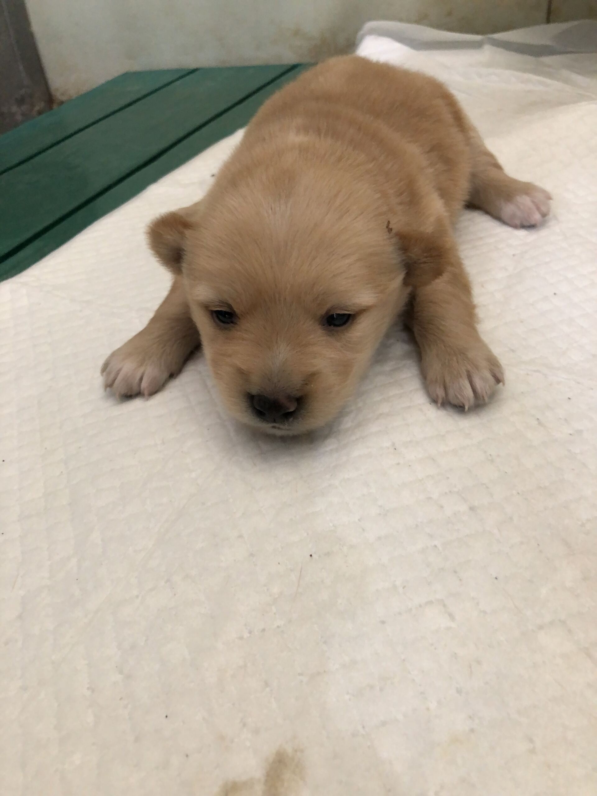 종료(입양) 믹스견…