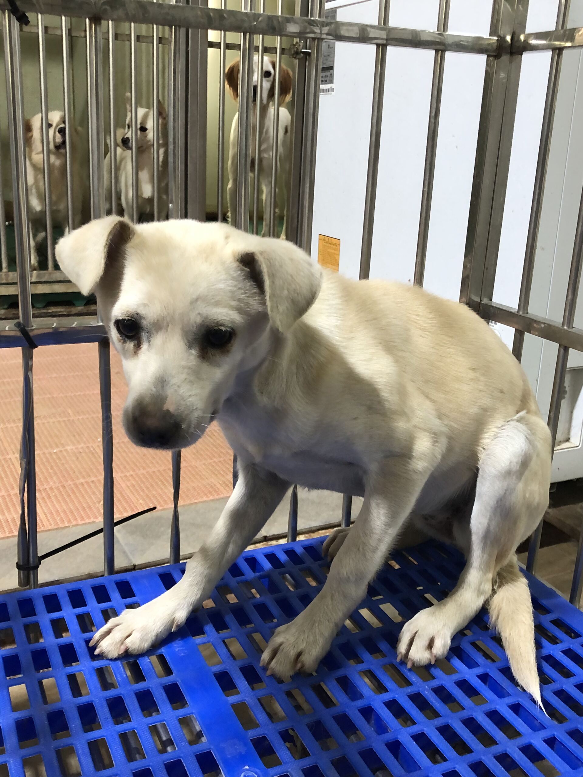 보호중 믹스견의 가…