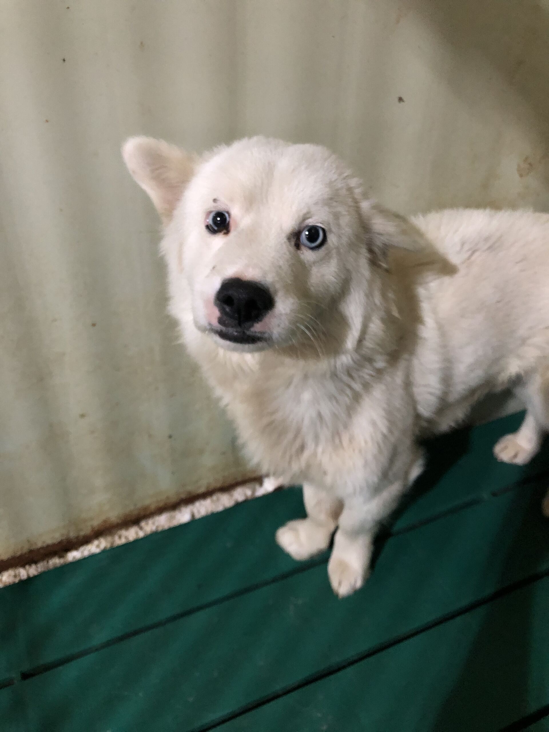 디디동물병원_428357202501591