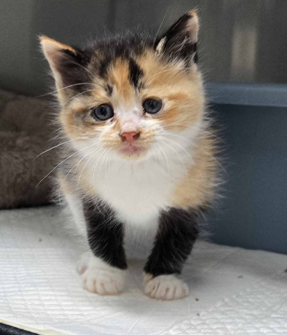 종료(자연사) 한국…