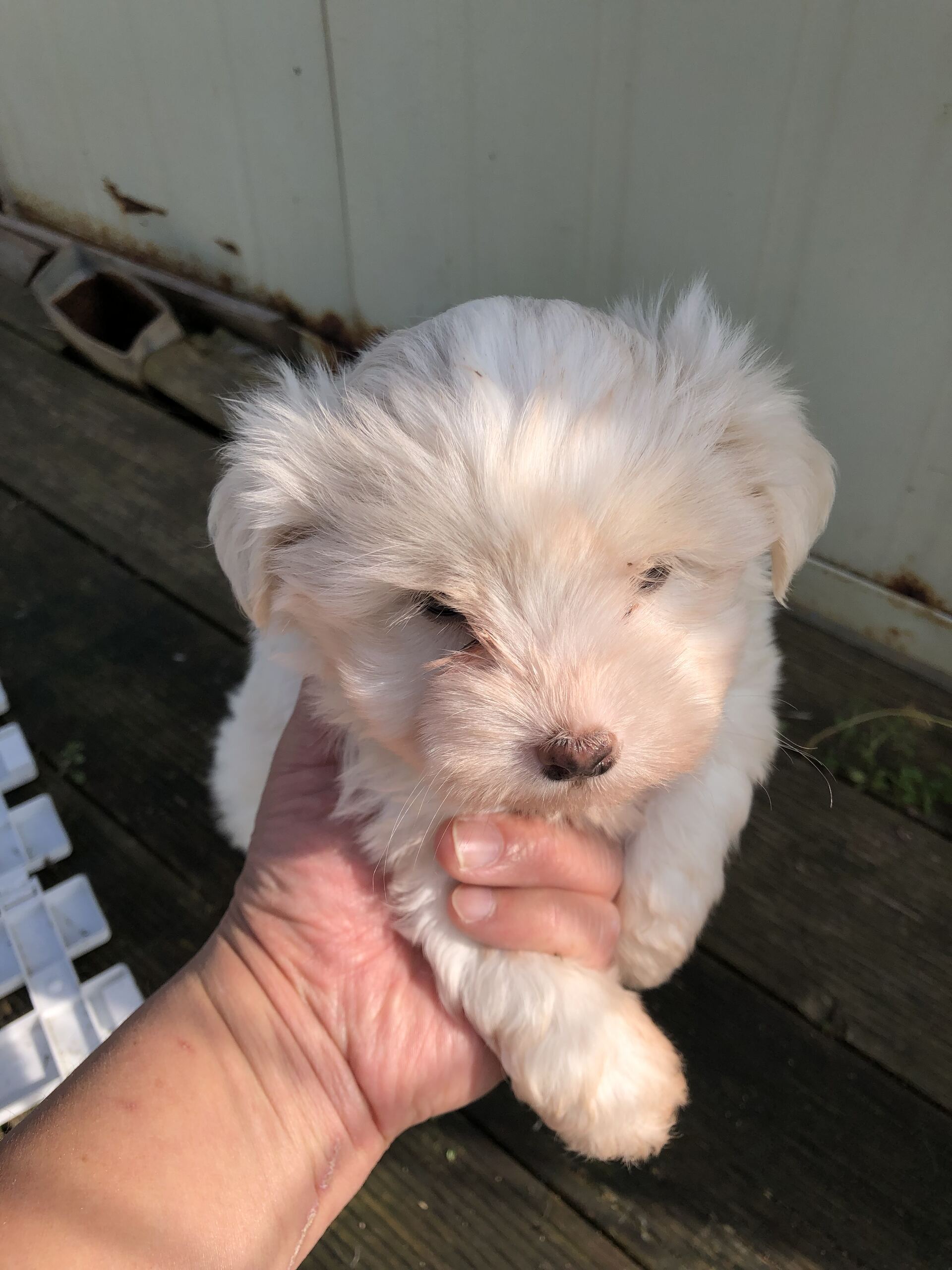 종료(입양) 믹스견…