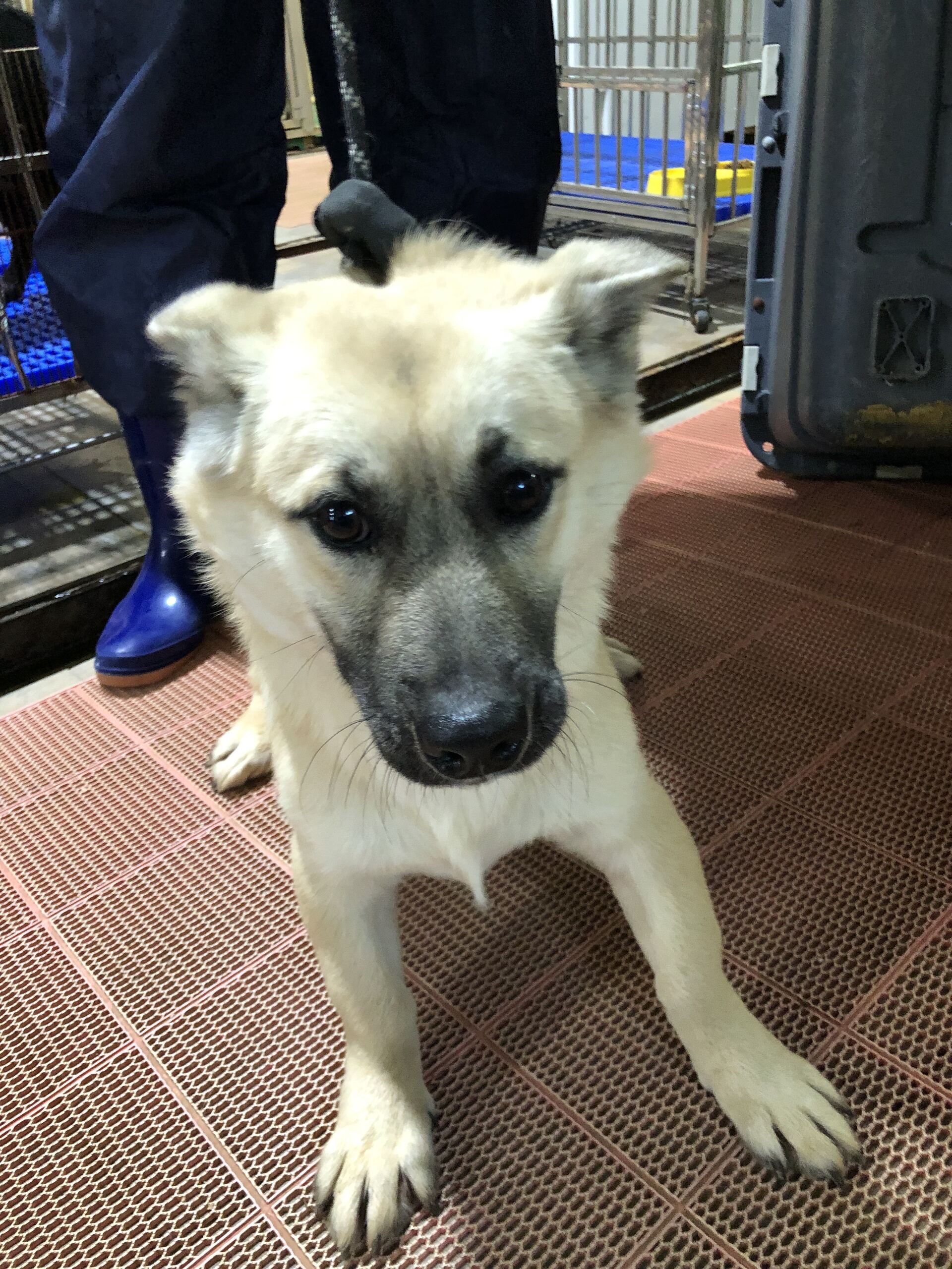 디디동물병원_428357202501586