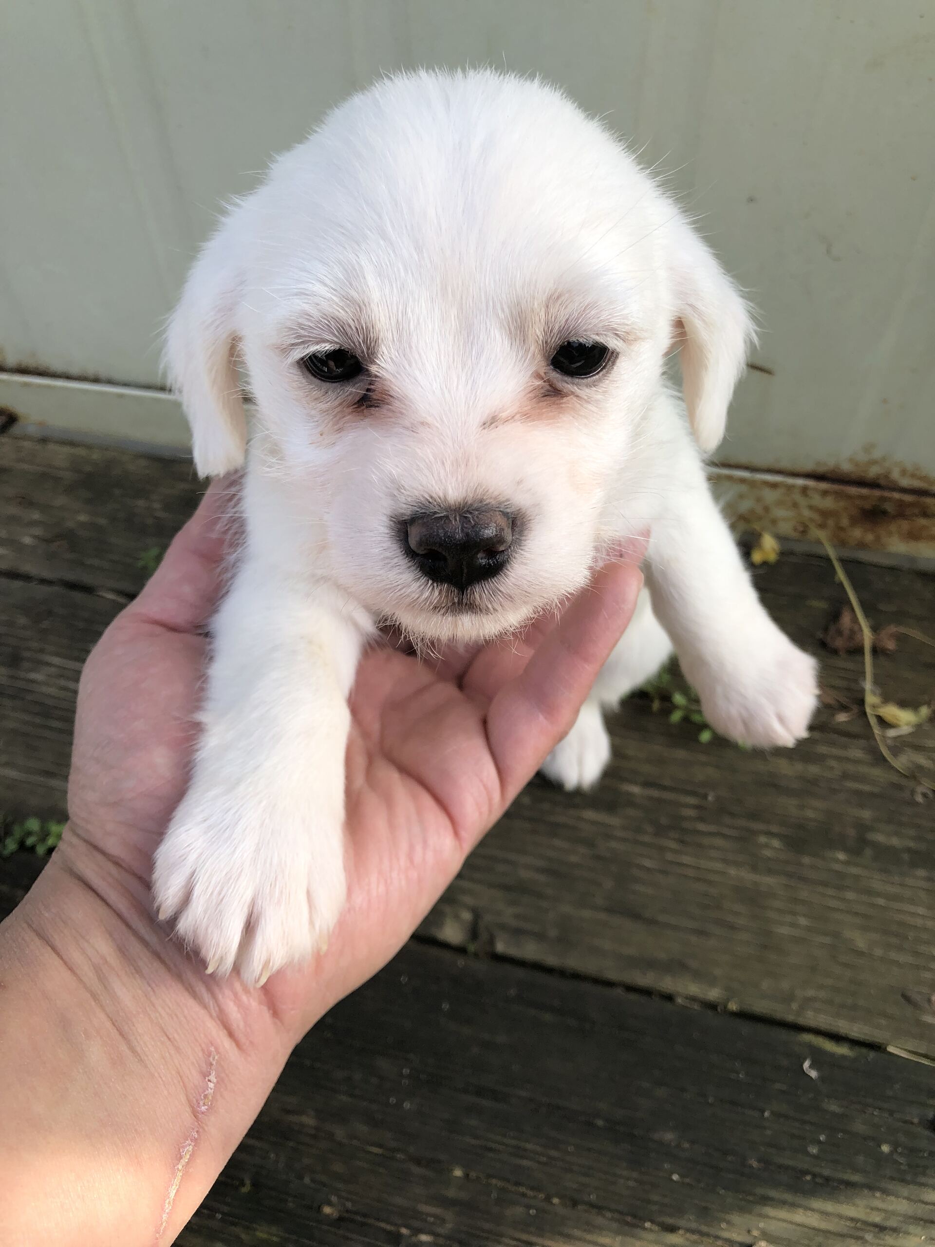 디디동물병원_428357202501580