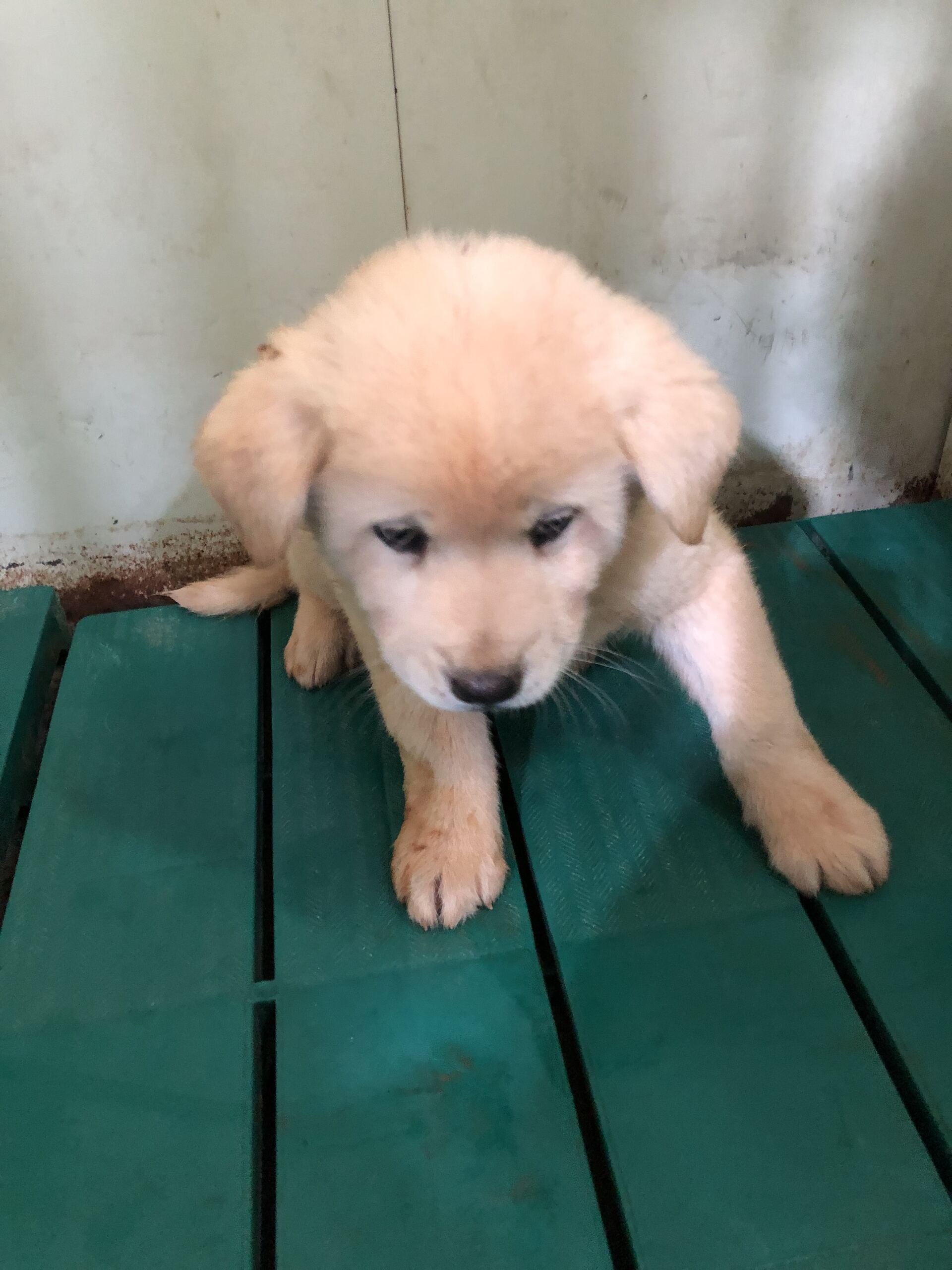 디디동물병원_428357202501588