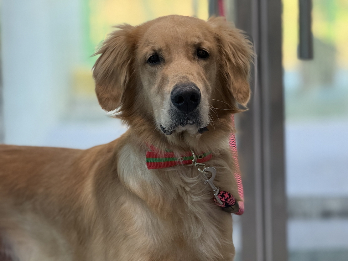 종료(반환) 골든 …