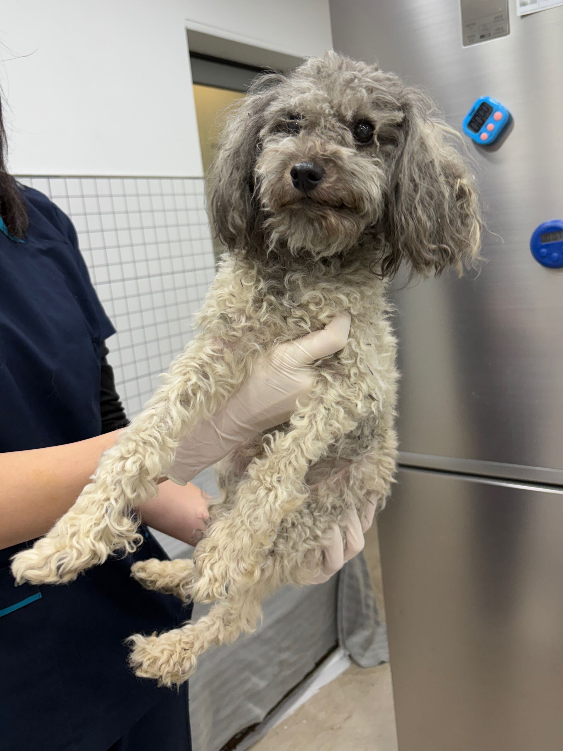 보호중 푸들의 가족…