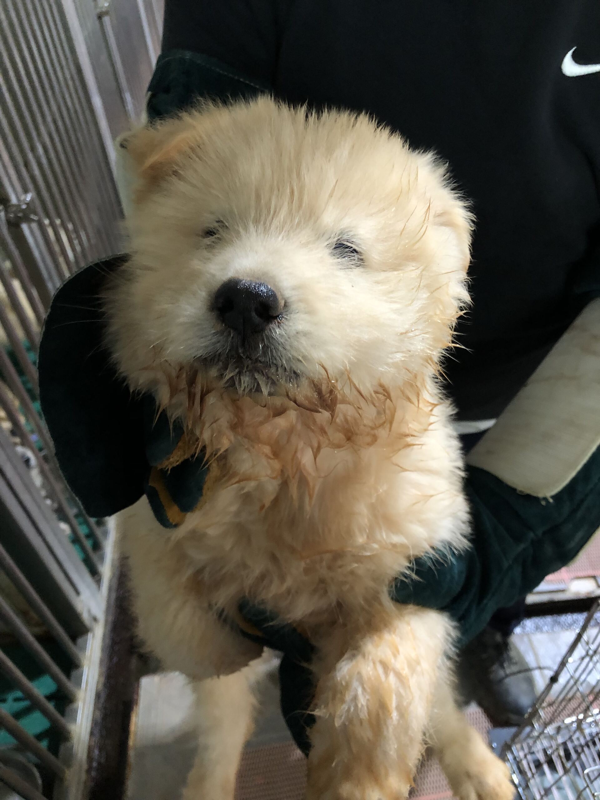 보호중 믹스견의 가…