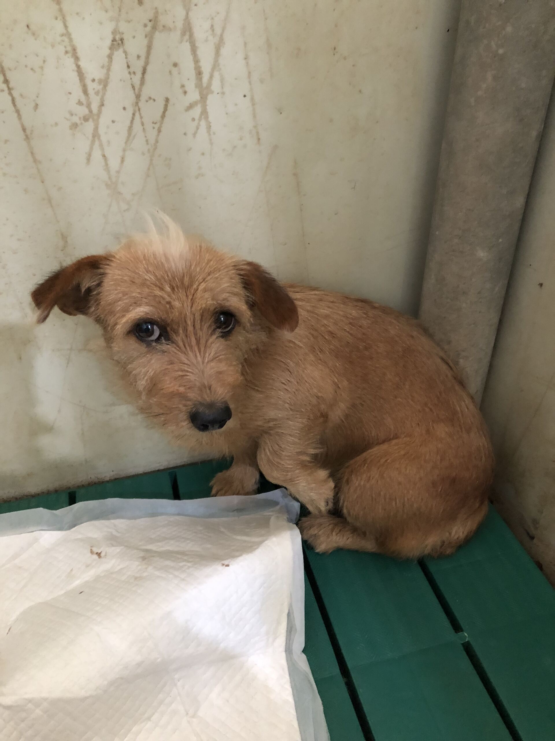 디디동물병원_428357202501583