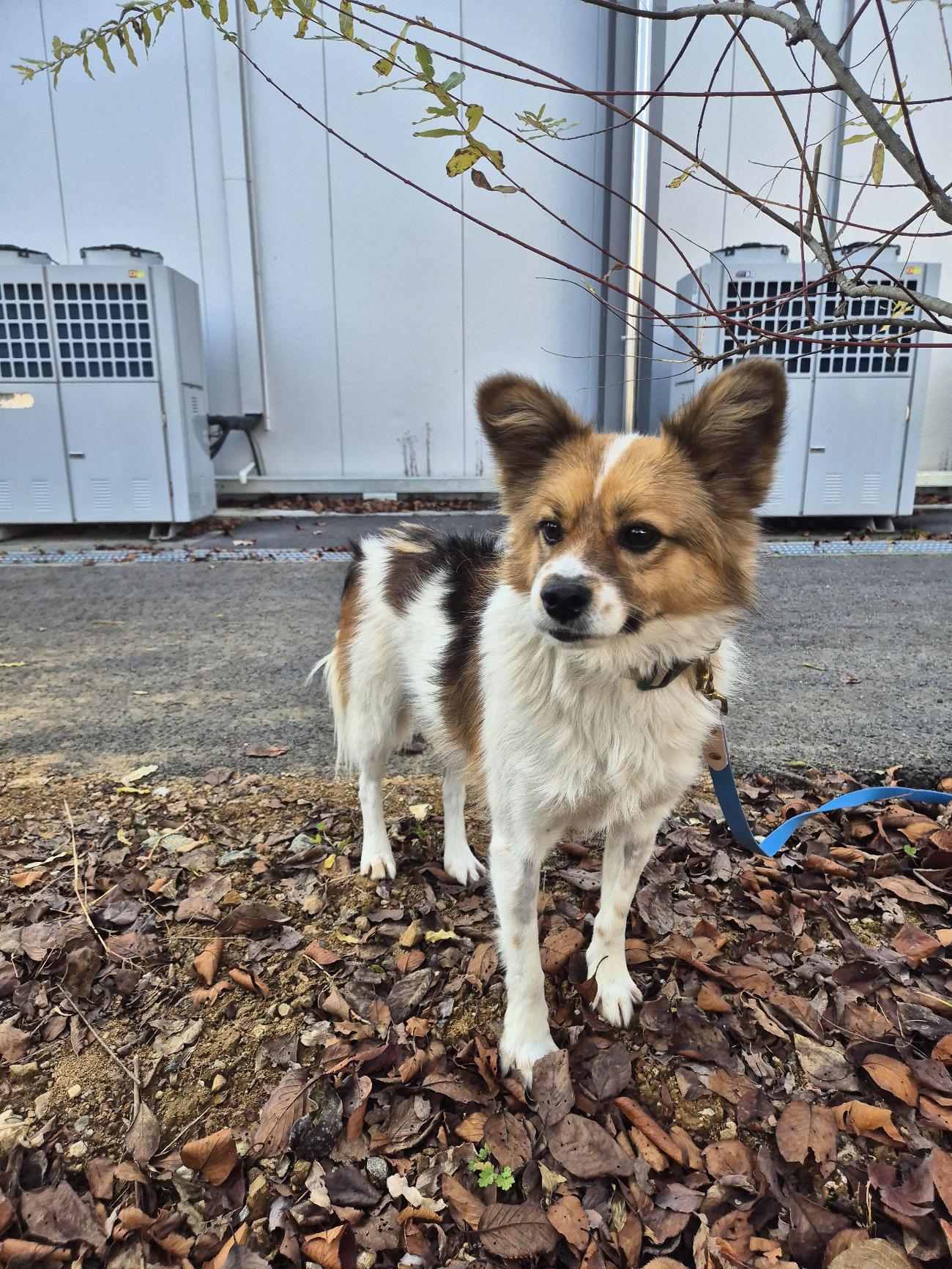 가평군유기동물보호소_441416202500525