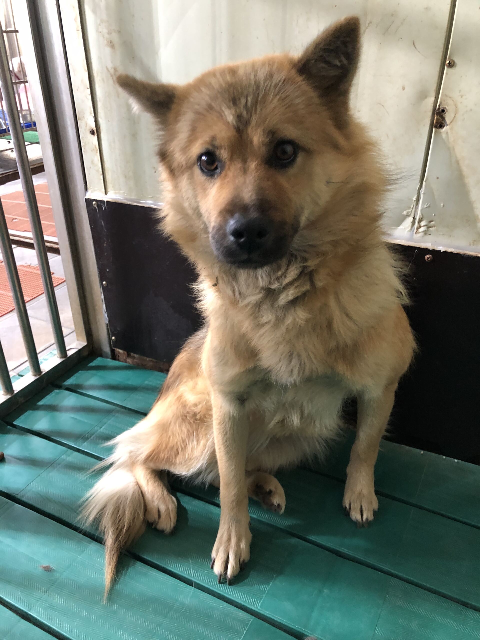 디디동물병원_428357202501585