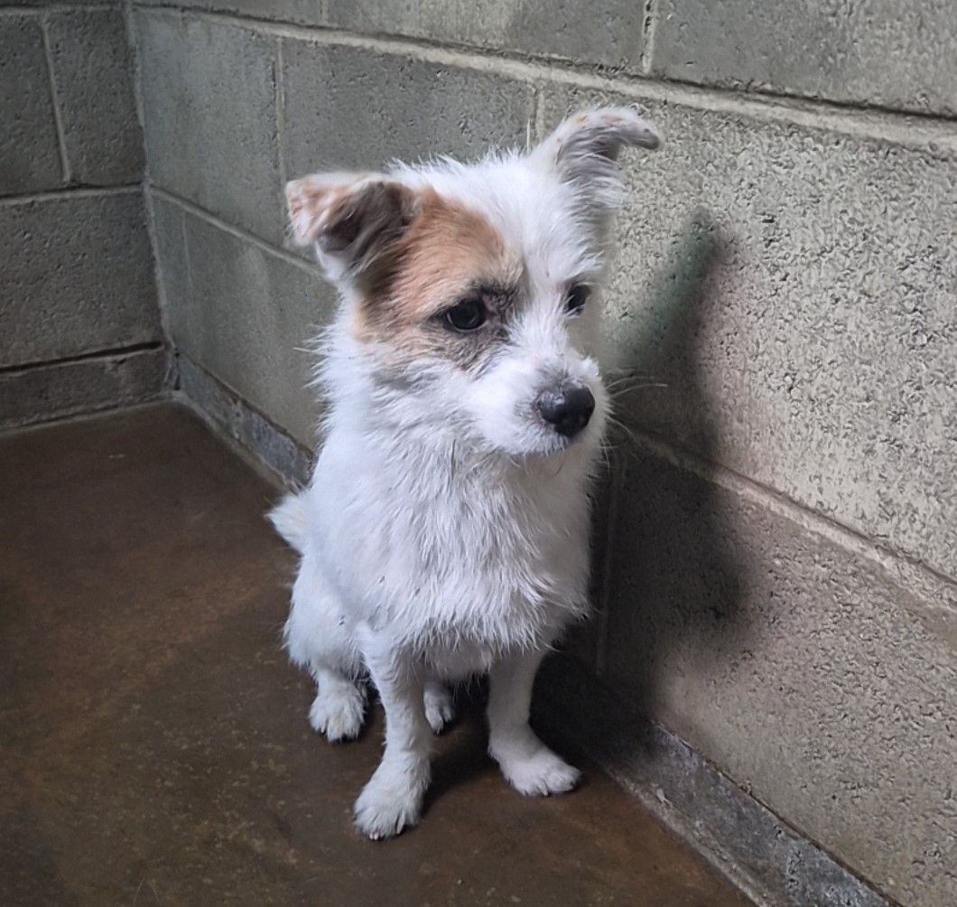 보호중 믹스견의 가…