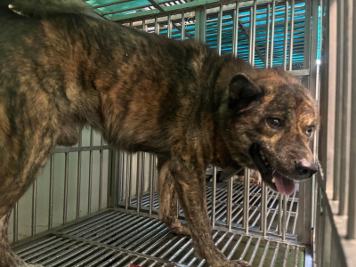 사단법인 동부_426340202500680