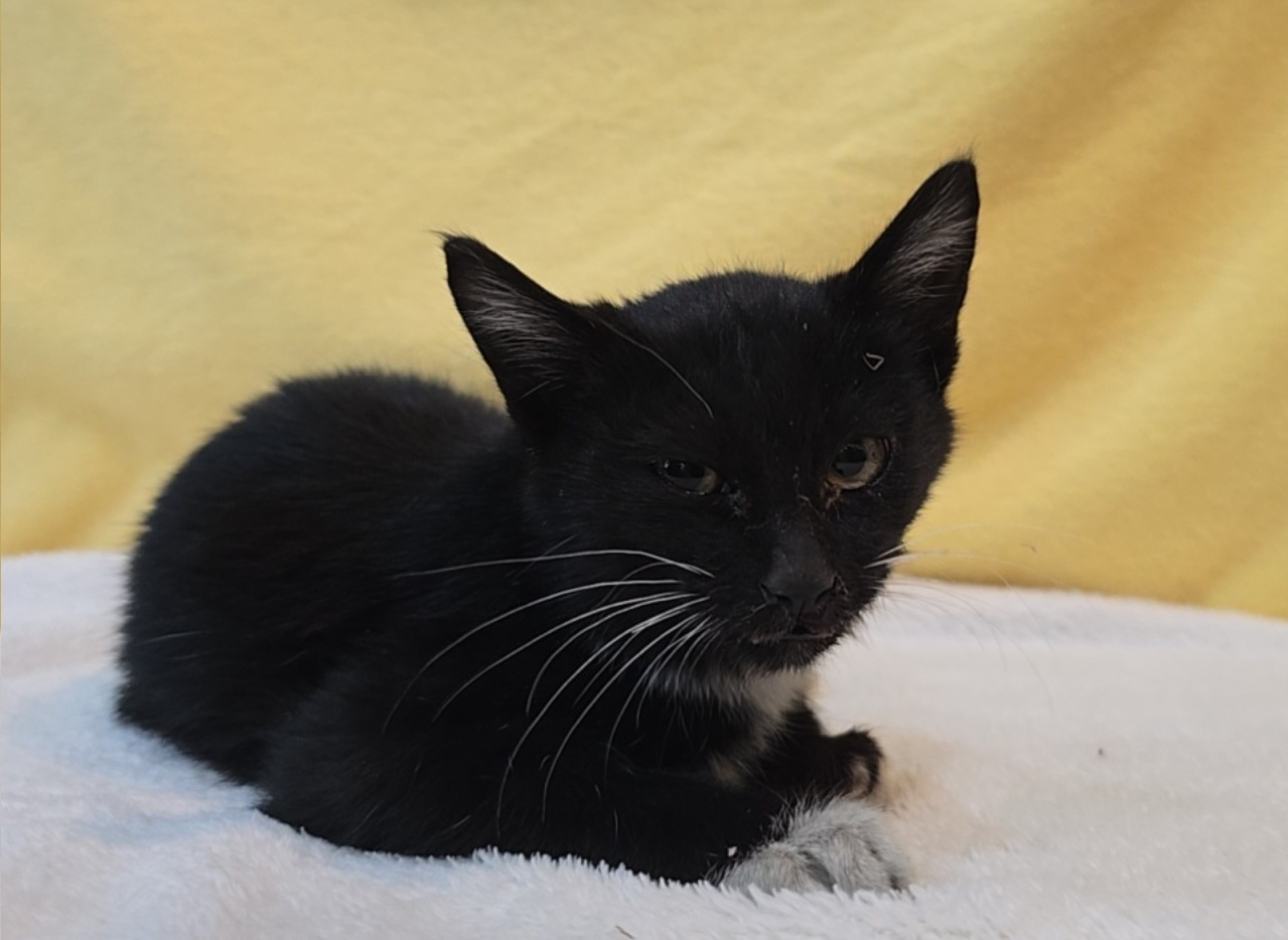 군산유기동물보호센터_445467202502264