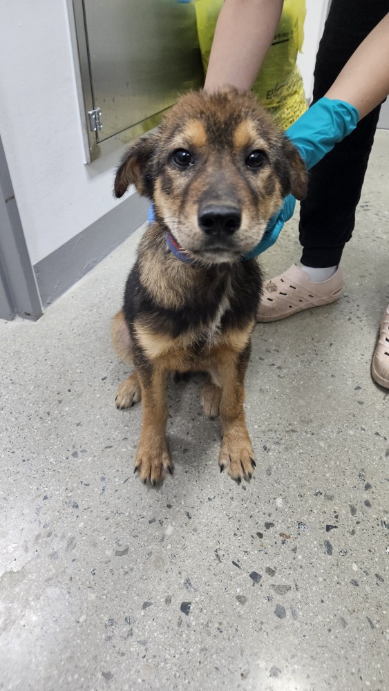 반려동물보호센터_443571202502982