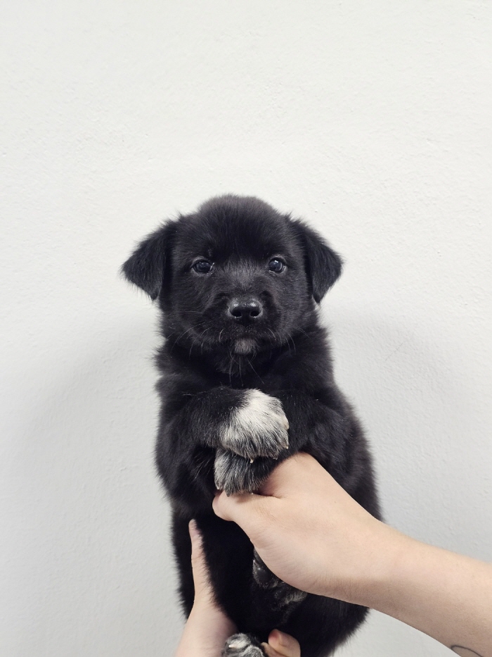 종료(입양) 믹스견…