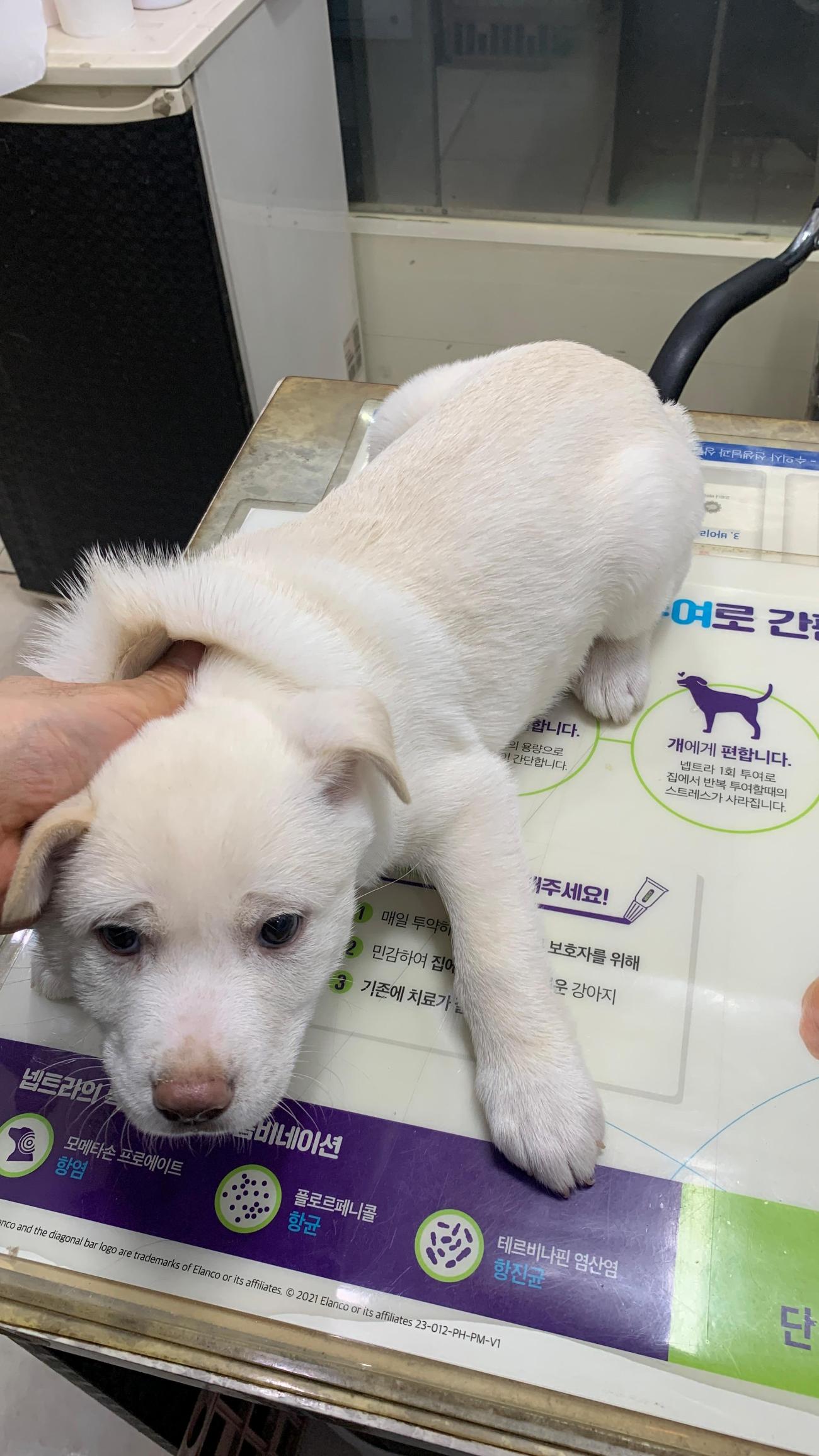 늘푸른동물병원_428354202501178