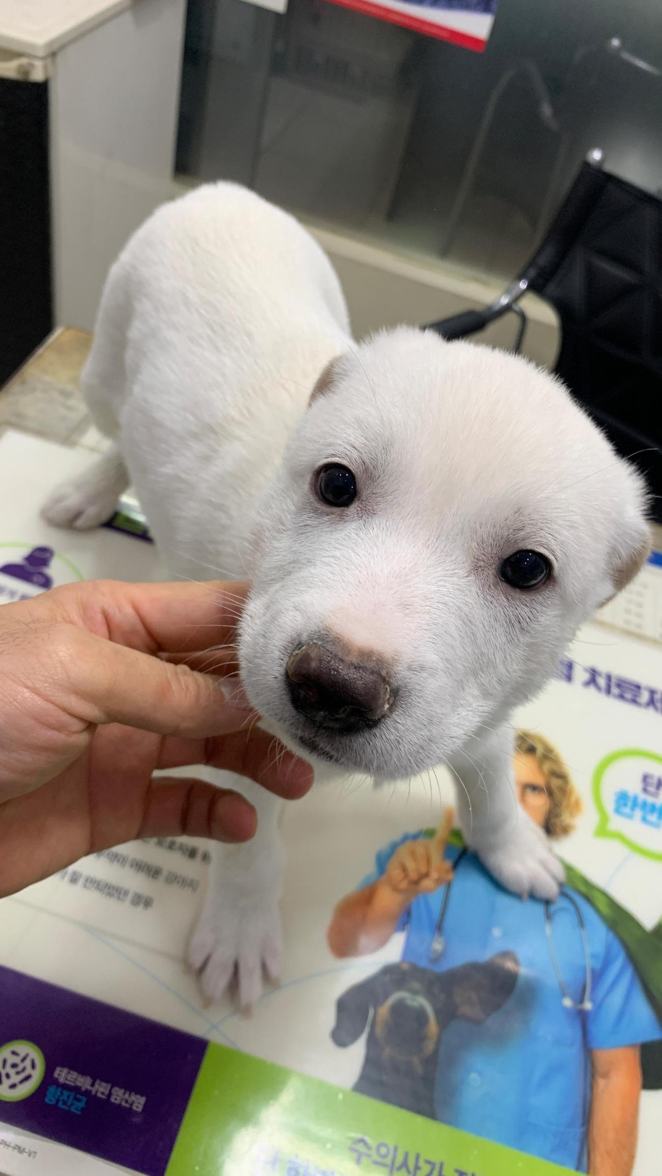 늘푸른동물병원_428354202501179