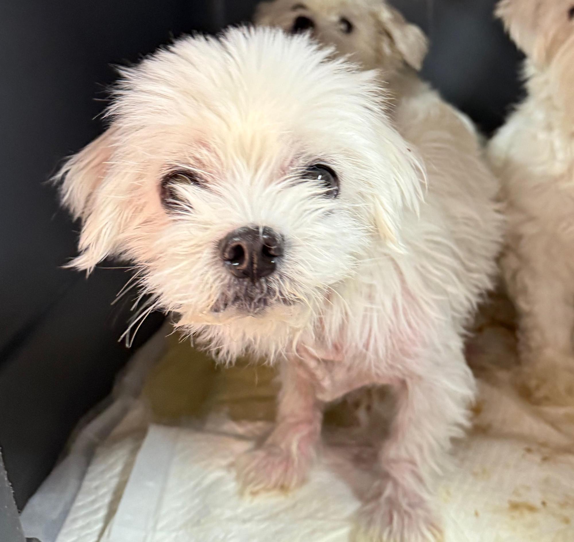 보호중 말티즈의 가…