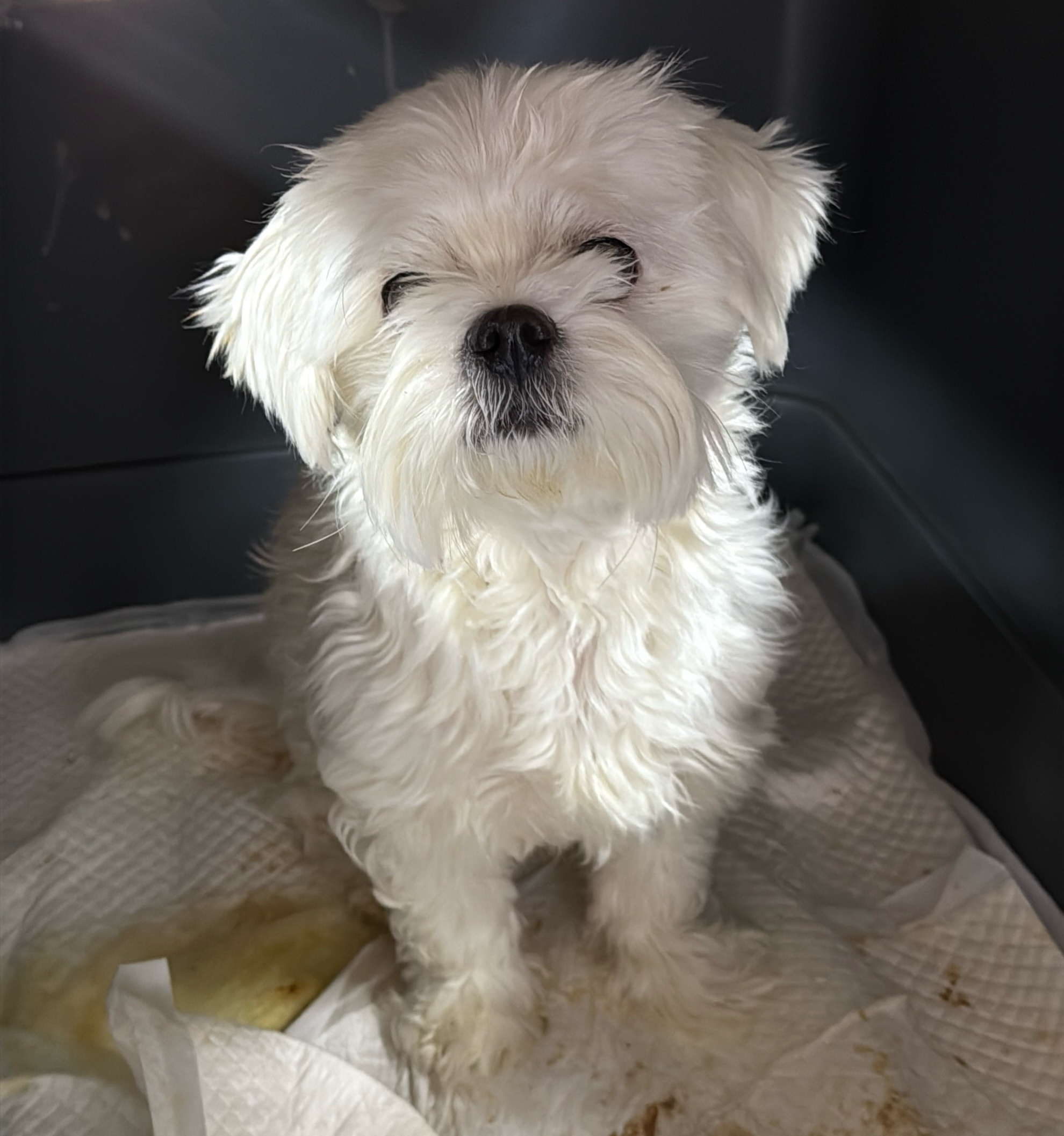 강릉시 동물사랑센터_442420202500661