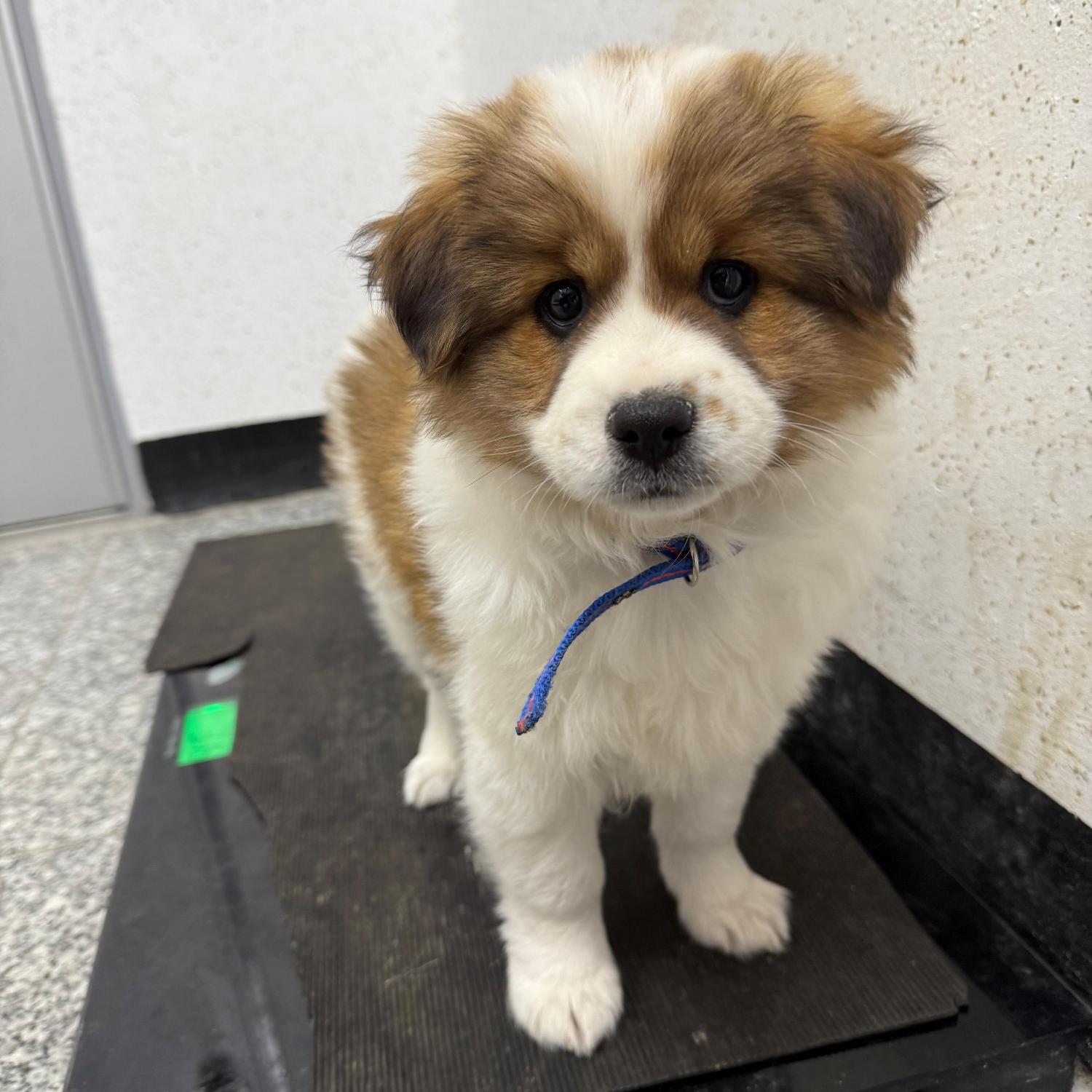 강릉시 동물사랑센터_442420202500658