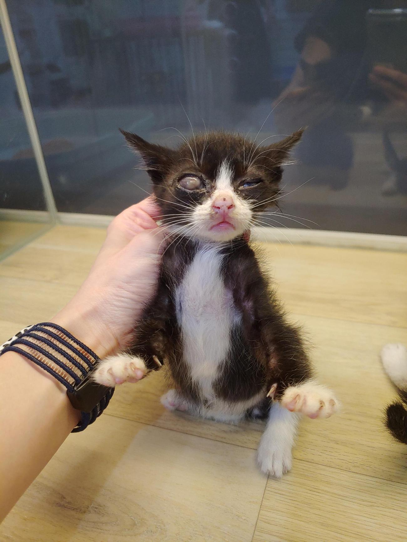 사랑동물병원_431370202500890