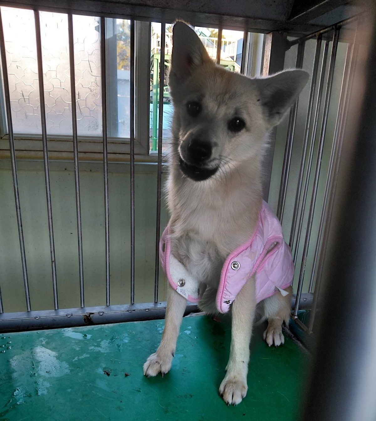 보령시유기동물보호소_444451202501049