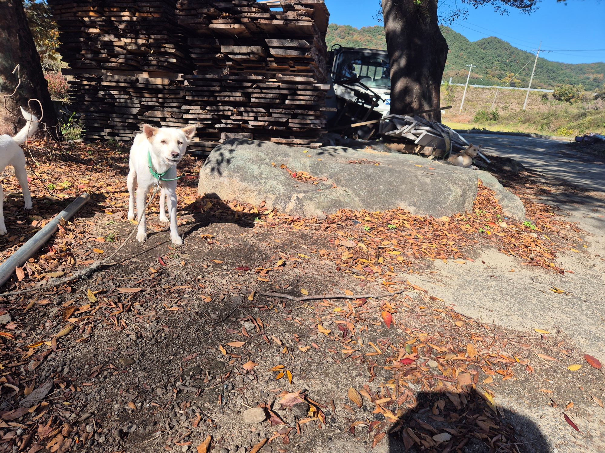 하나동물병원_445470202500996