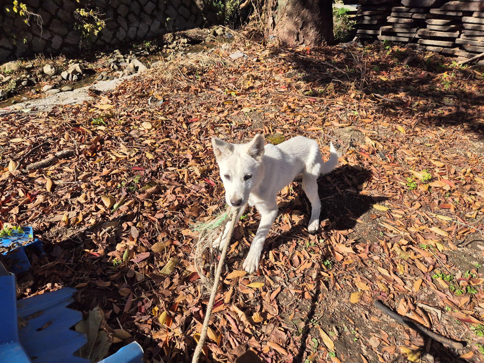 보호중 믹스견의 가…