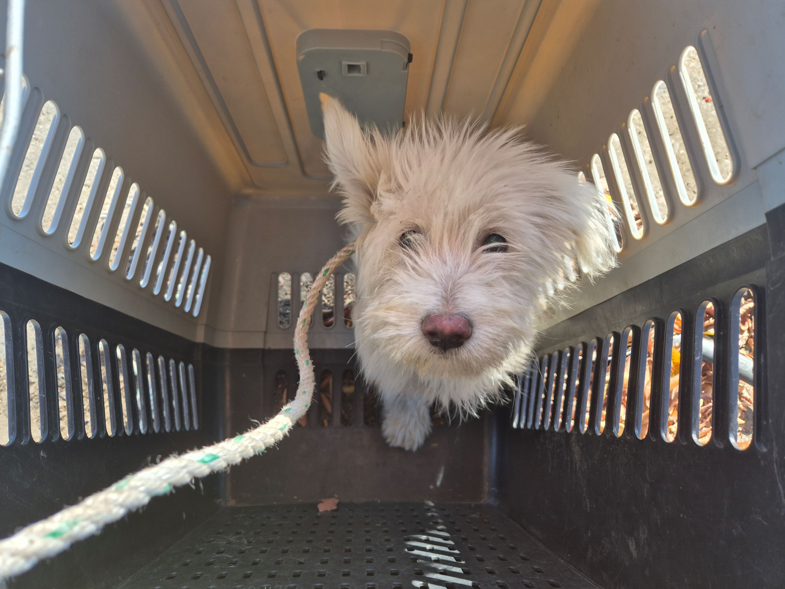 보호중 믹스견의 가…