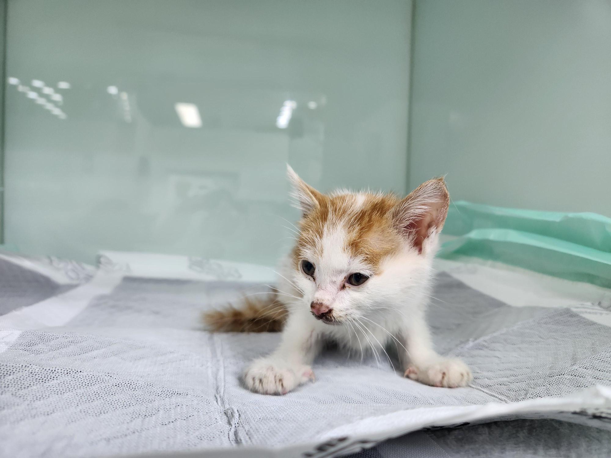 종료(자연사) 한국…