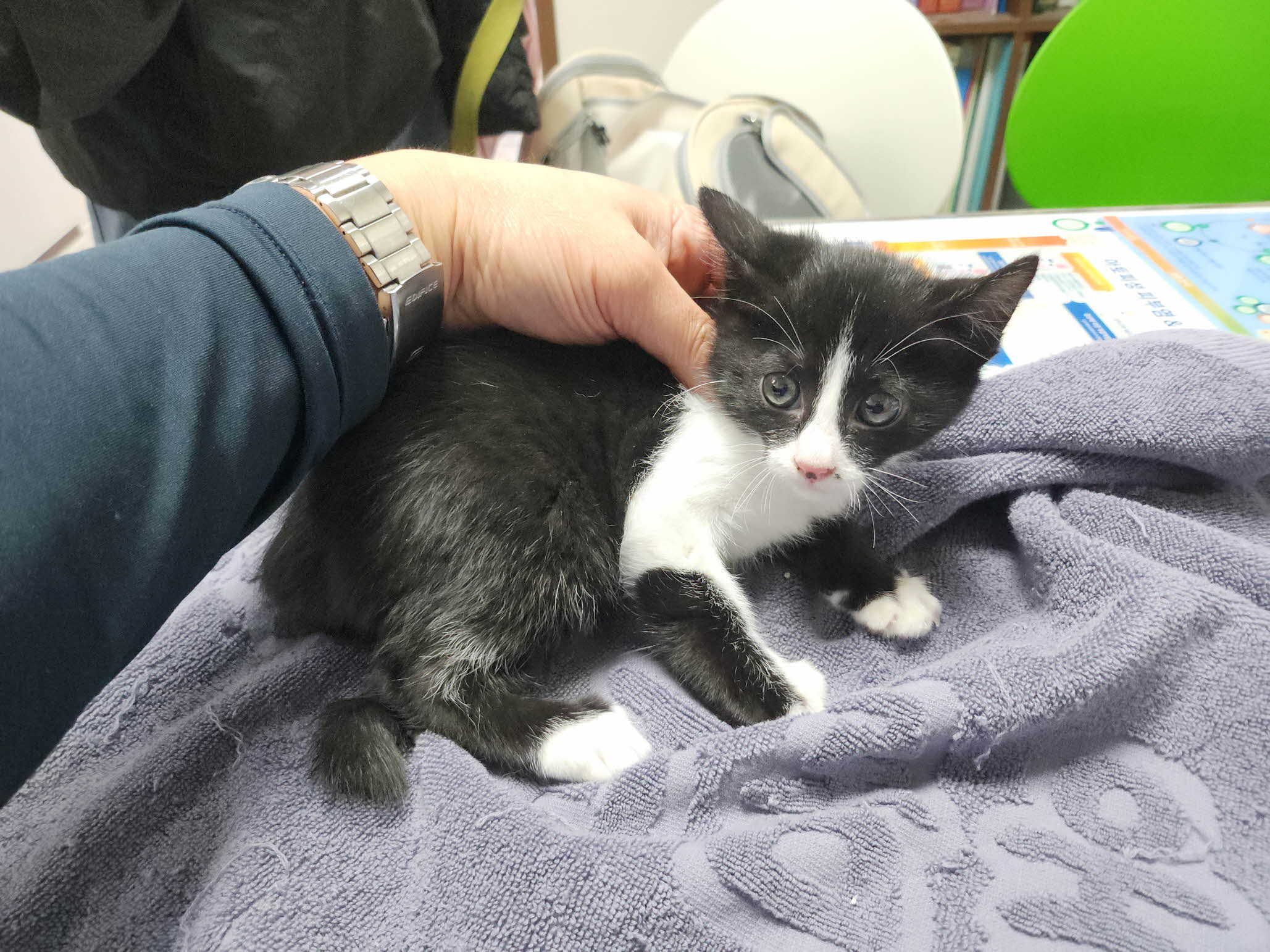 대구수의사회(아이펫)_427343202501059