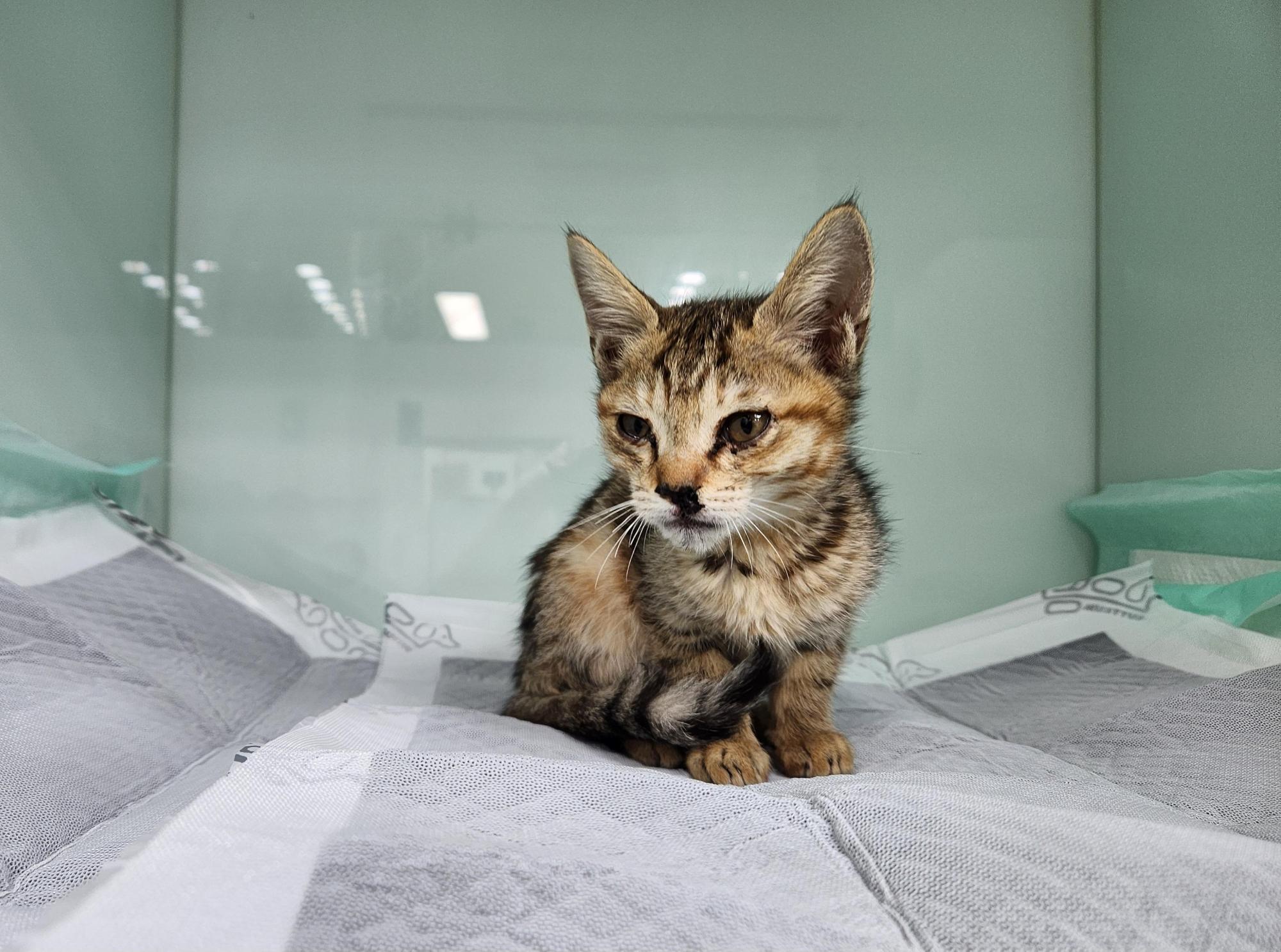 보호중 한국 고양이…