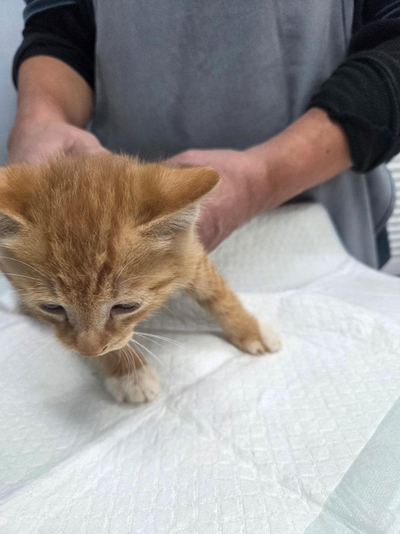 나주유기동물보호센터_446483202501864