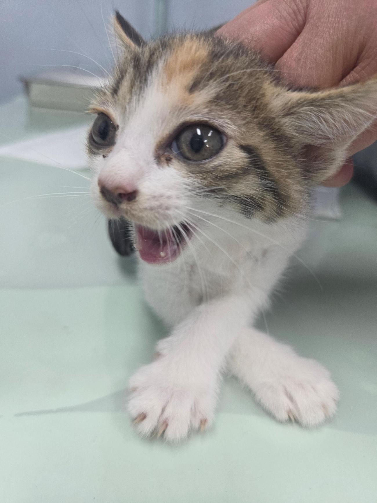 나주유기동물보호센터_446483202501863