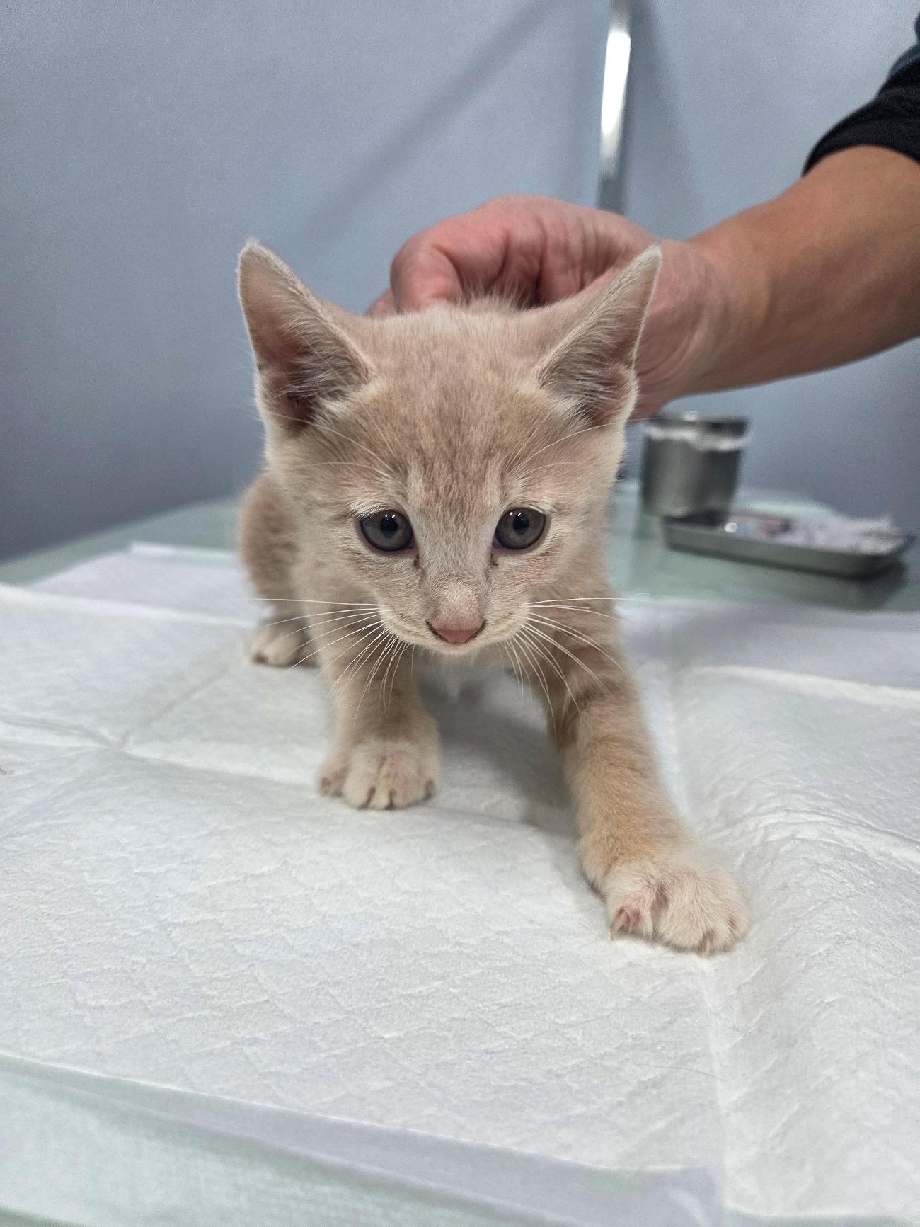 종료(입양) 한국 …