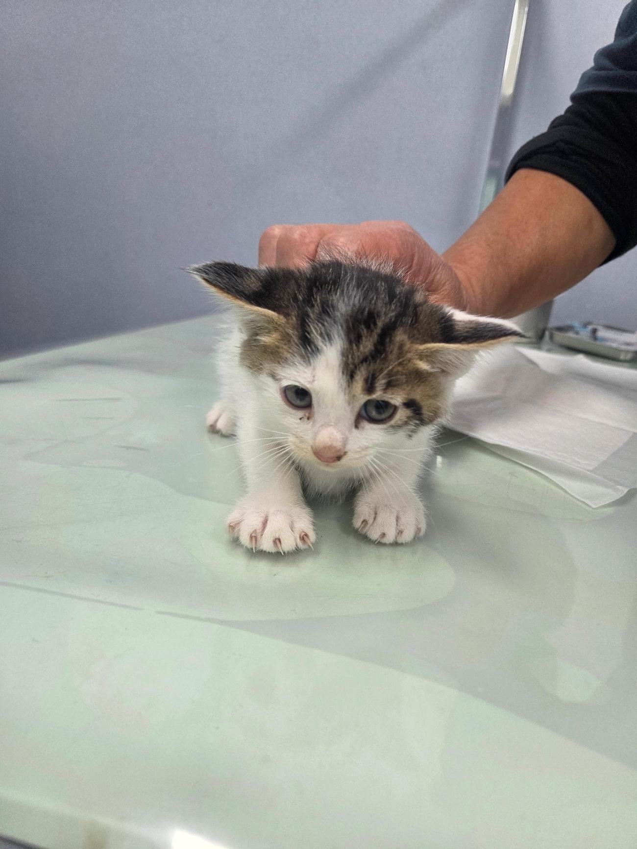 보호중 한국 고양이…