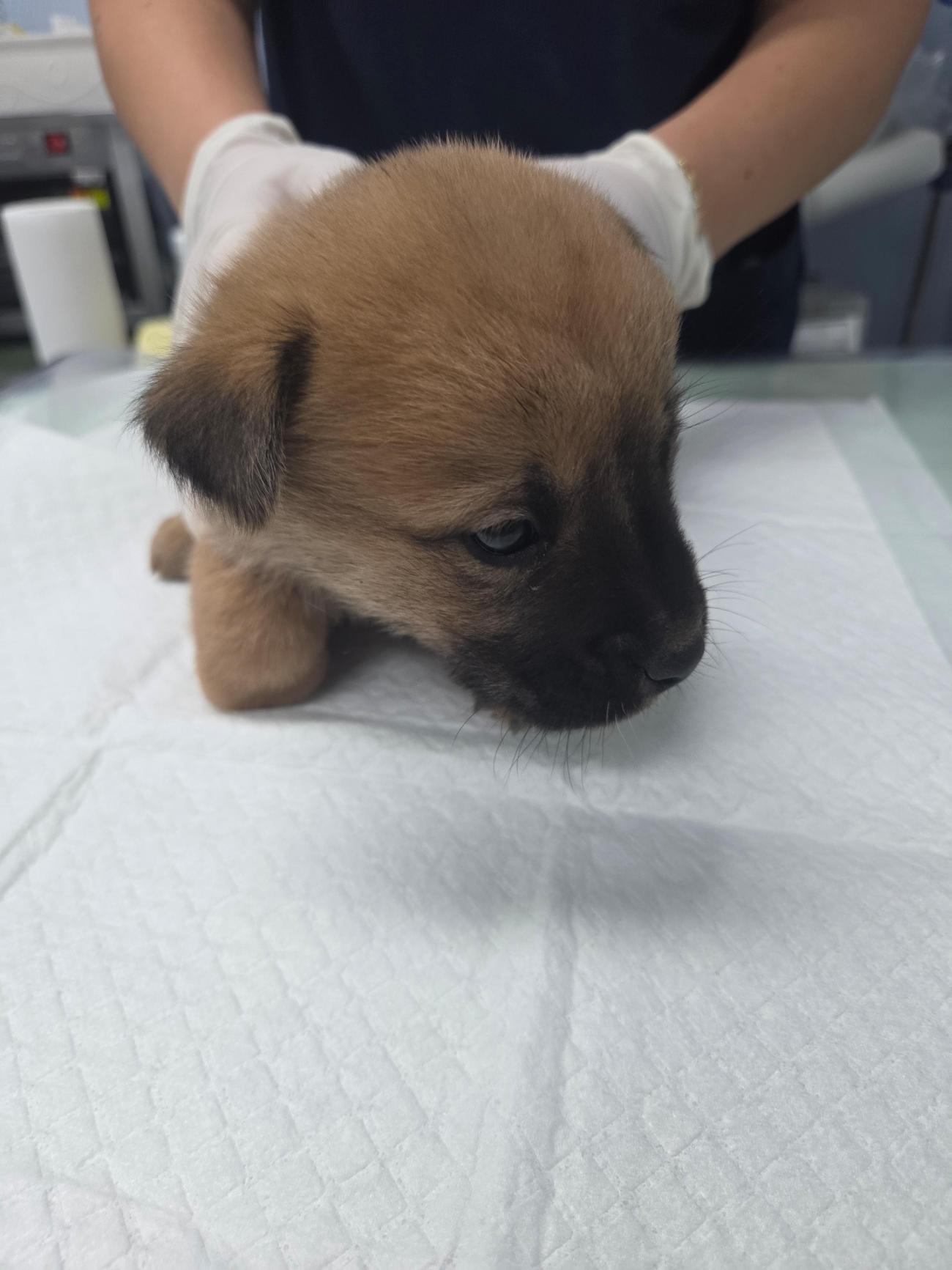 보호중 믹스견의 가…