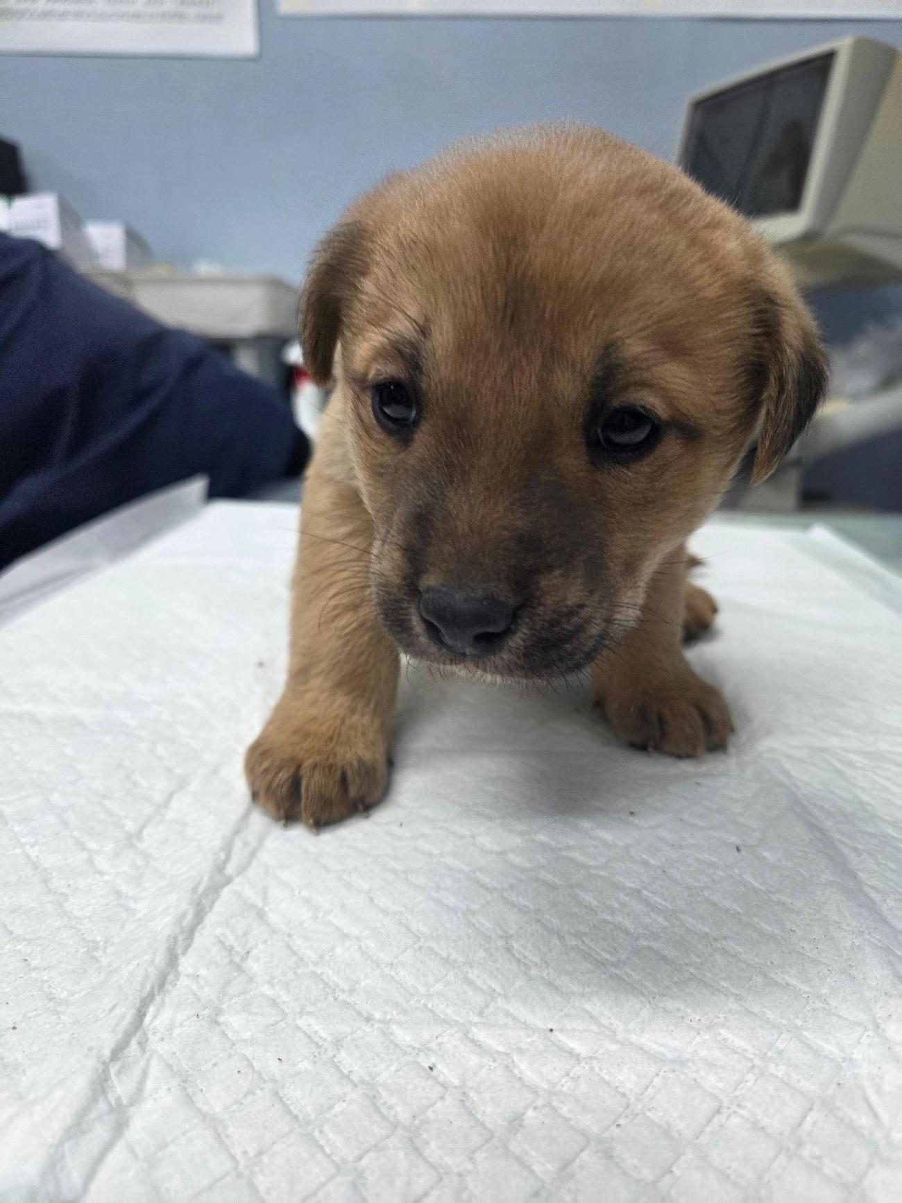 나주유기동물보호센터_446483202501870