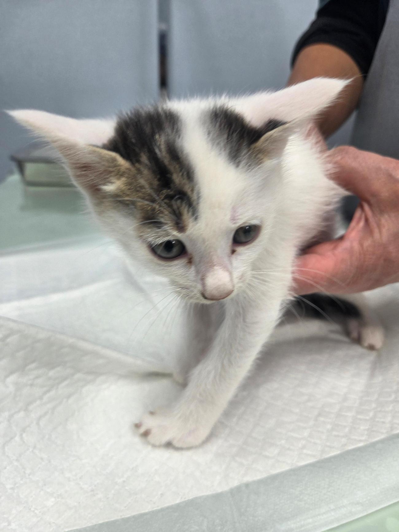 종료(입양) 한국 …