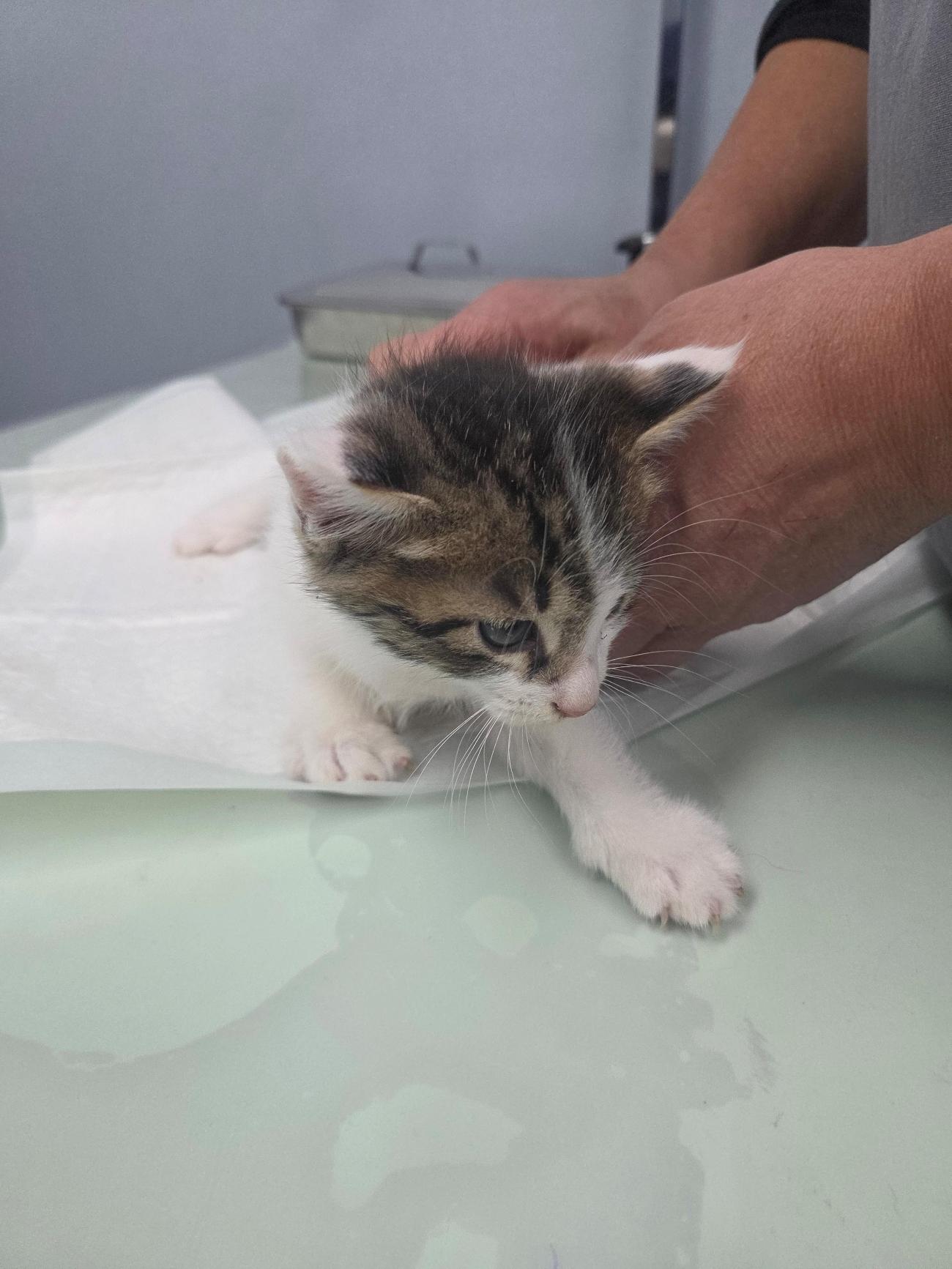 나주유기동물보호센터_446483202501862