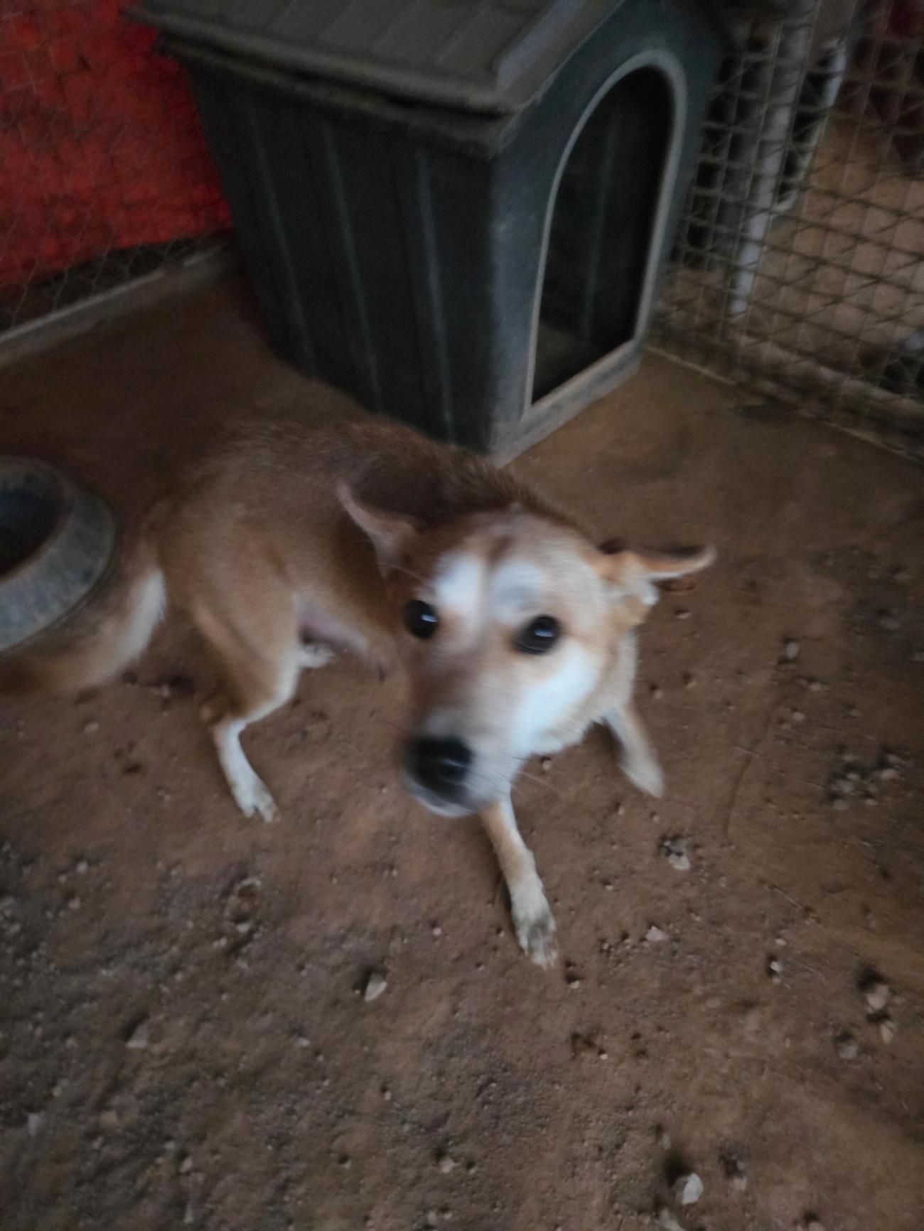 나주유기동물보호센터_446483202501868