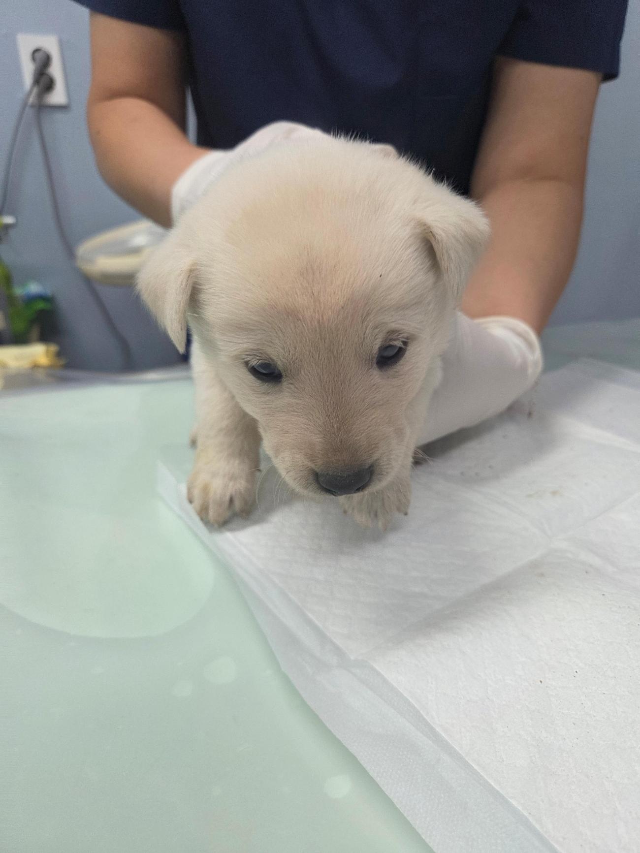 나주유기동물보호센터_446483202501873