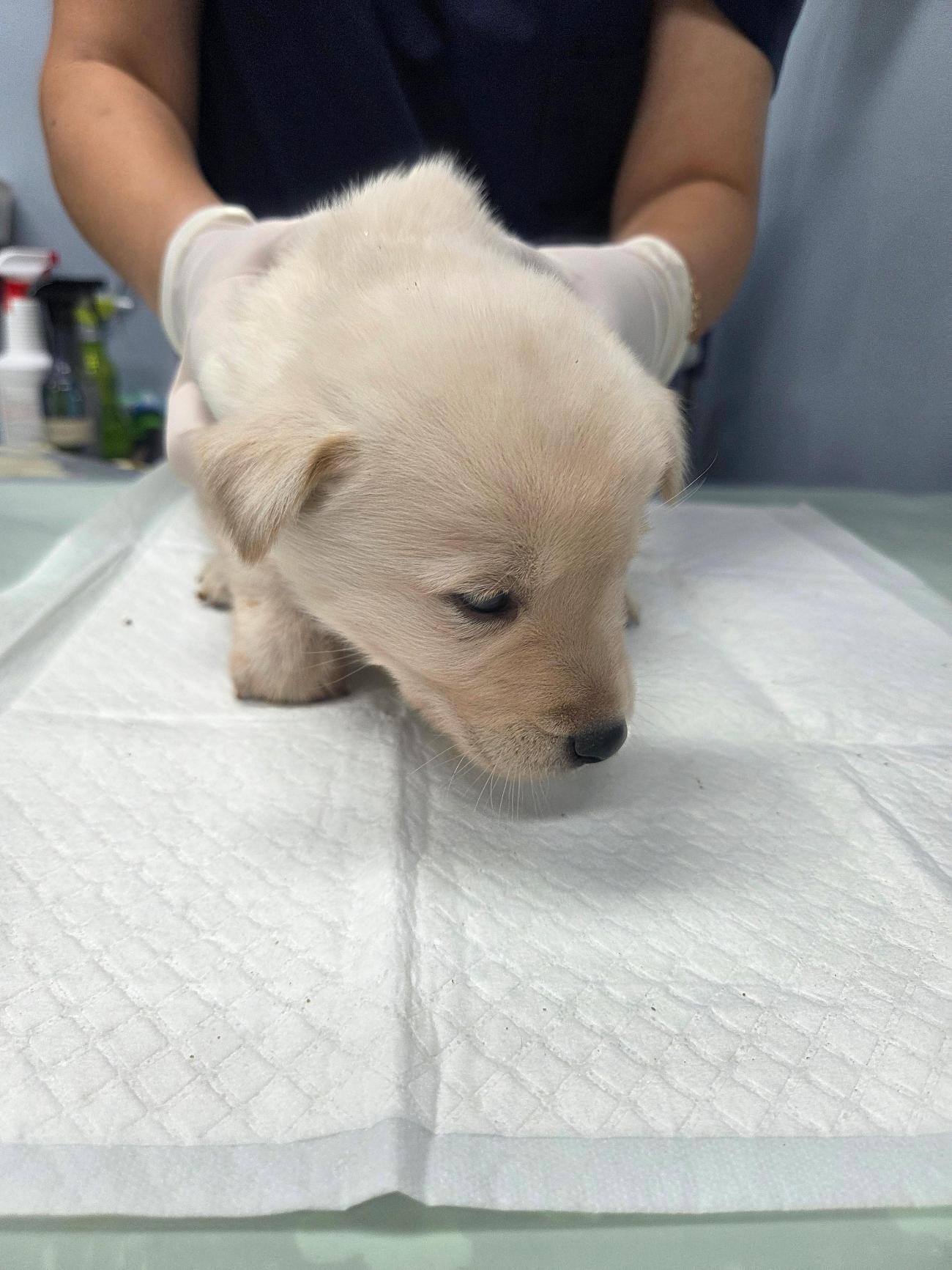 나주유기동물보호센터_446483202501871