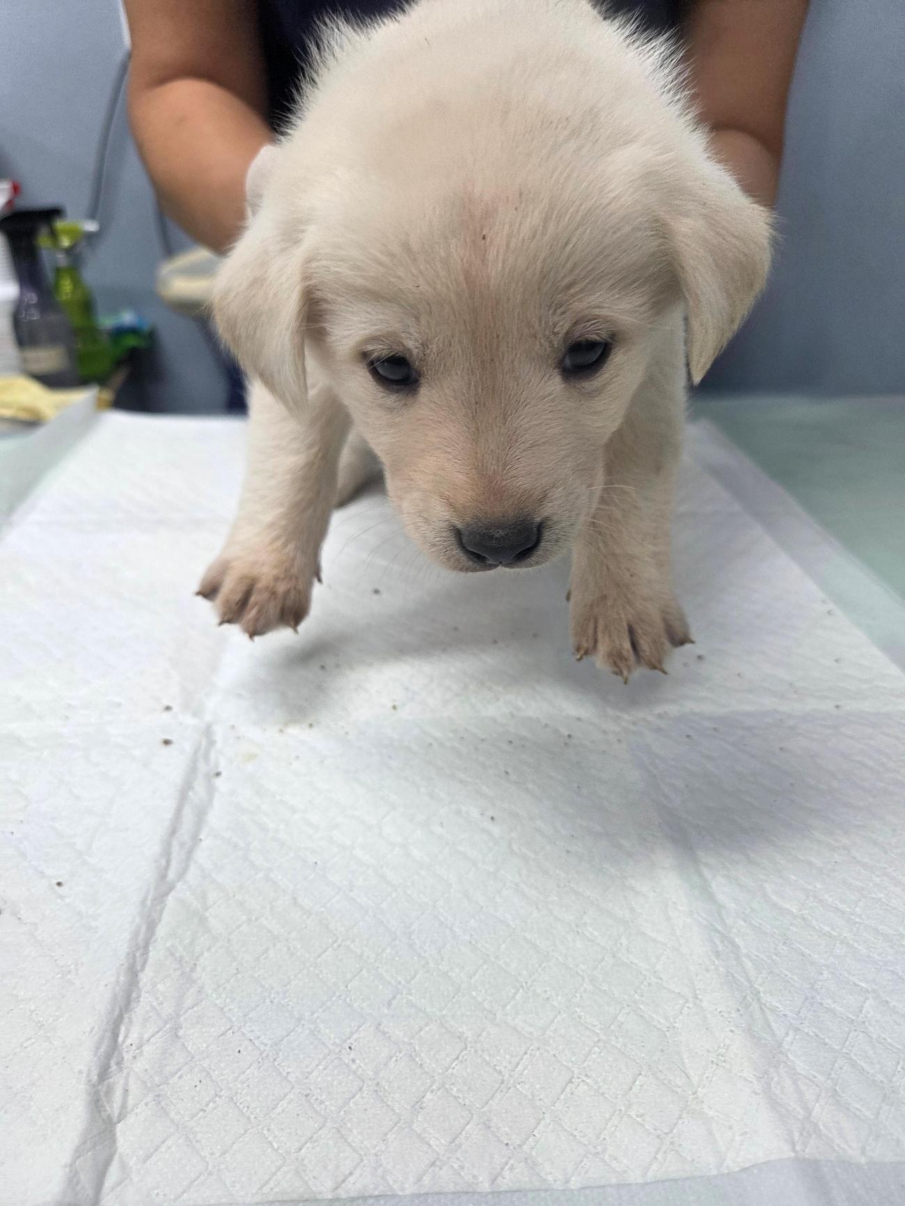 나주유기동물보호센터_446483202501874